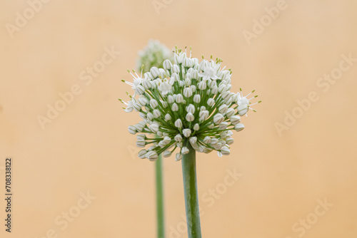 flower of onion