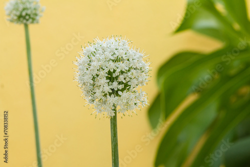 Onion flower and seeds and monstera