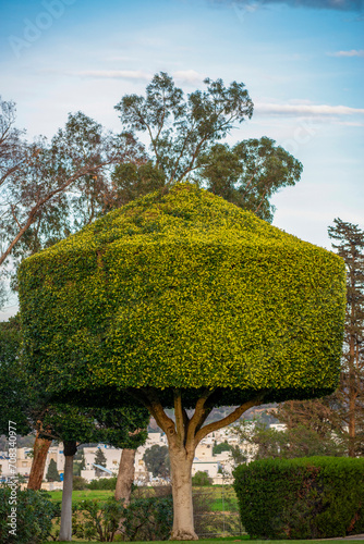 Arbres artistiquement taillés dans un parc photo