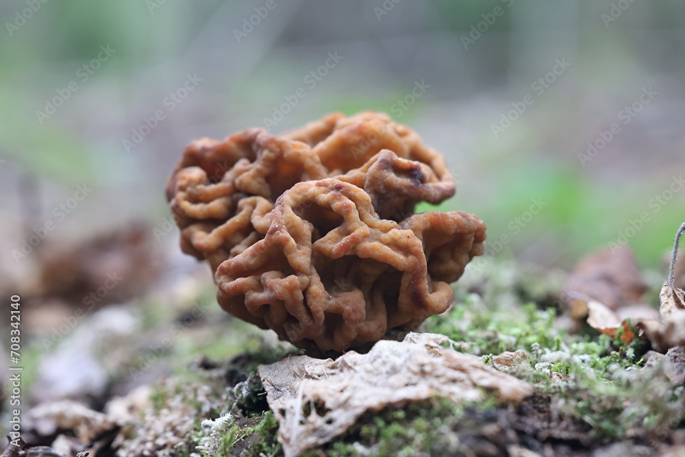 Snow false morel, Gyromitra gigas, also known as the snow morel, calf