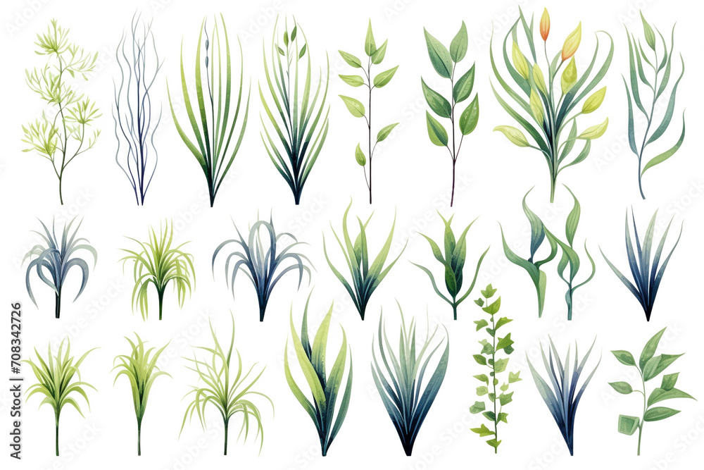 Set Of Watercolor paintings house air plants on white background. Set Of Watercolor paintings house air plants on white background.