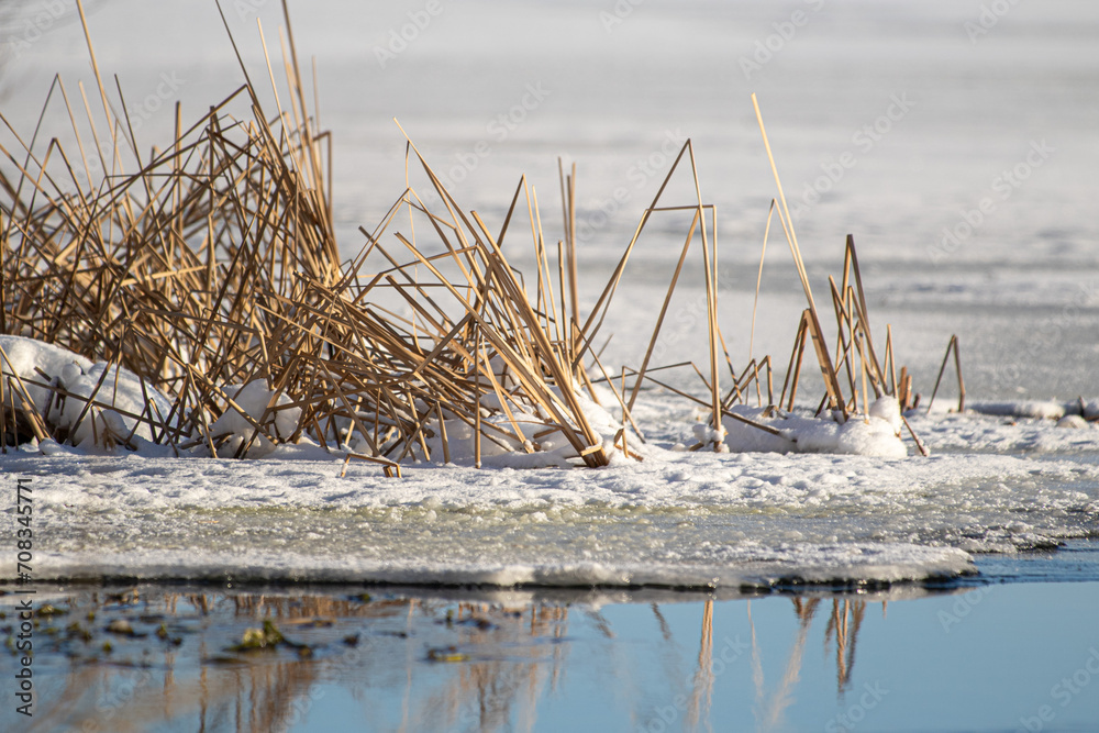 Reeds and sedges are covered with snow in winter.
