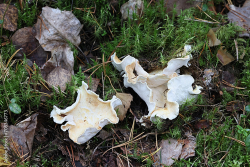 Albatrellus subrubescens, a polypore fungus from Finland, no common English name photo