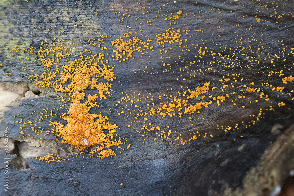 Yellow spot, Nectria peziza, wild fungus from Finland Yellow spot, Nectria peziza, wild fungus from Finland