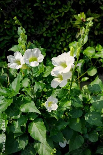 Asystasia gangetica white flower with leaf in the garden photo