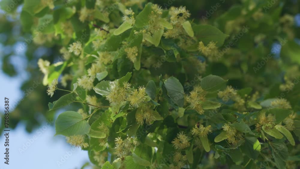 A branch of a flowering linden tree sways in the wind A branch of a flowering linden tree sways in the wind