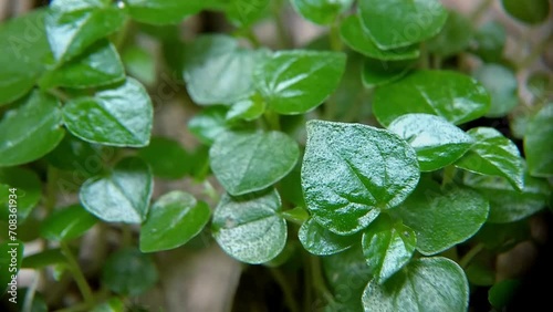 Chinese betel leaves or Piper betle. This plant can be used for herbal medicine photo