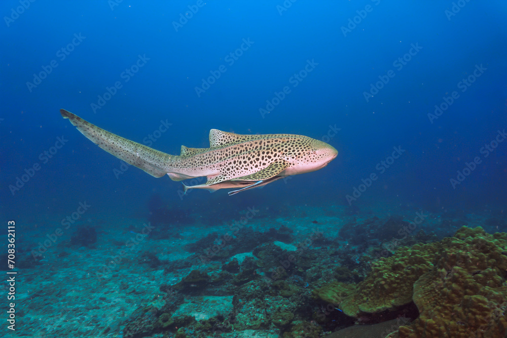 Obraz premium Underwater photo of the endangered Leopard shark or Zebra shark. From a scuba dive in Thailand.