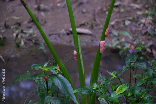 Snail eggs in taro plants. photo