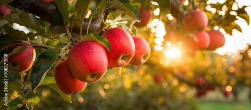 Eco-apples are grown on a garden apple tree, producing apple juice.