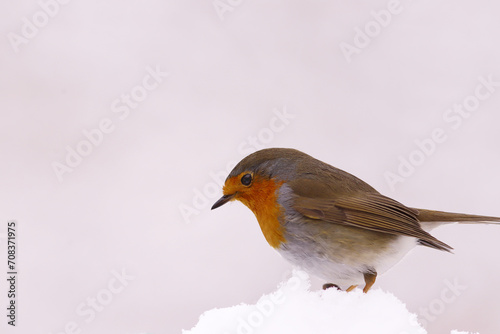 A robin in the snow, on a blurred light background... It's winter and cold.
