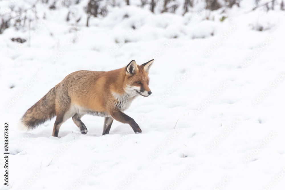 Rotfuchs im Schnee Rotfuchs im Schnee