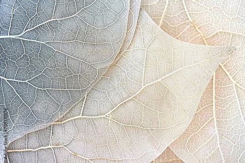 Close up of Fiber structure of dry leaves texture background. Cell patterns of Skeletons leaves, foliage branches, Leaf veins abstract of Autumn background for creative banner design. generative ai. photo