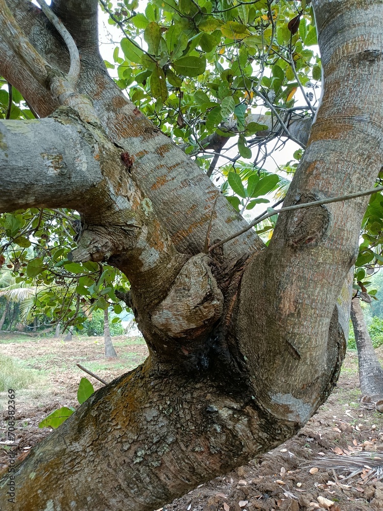 Obraz premium Cashew is the common name of a tropical evergreen tree Anacardium occidentale, in the family Anacardiaceae.