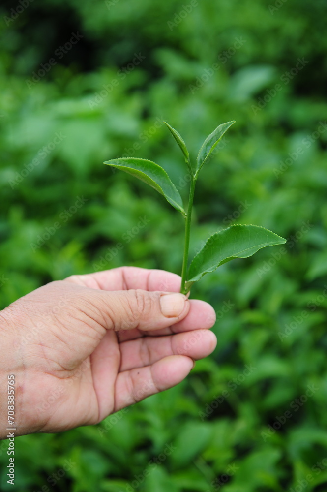 Gardener's hands holding tea leaves Gardener's hands holding tea leaves