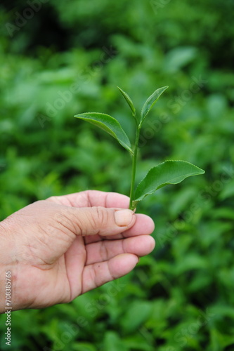 Gardener's hands holding tea leaves
