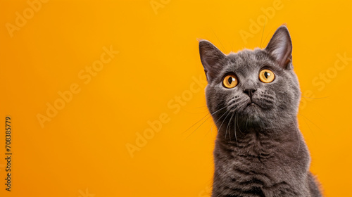ショックを受けたり驚いたりしている面白い英国の短気な猫GenerativeAI © enopi