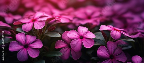 Dark rose-colored flower with white center, known as Catharanthus roseus or cape periwinkle from Madagascar, also referred to as graveyard plant or old maid, commonly seen in flower wallpaper. photo