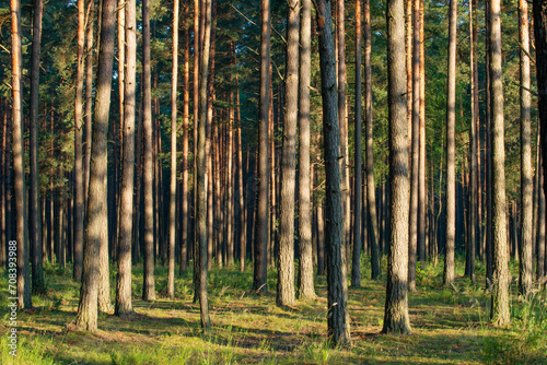 Pine forest