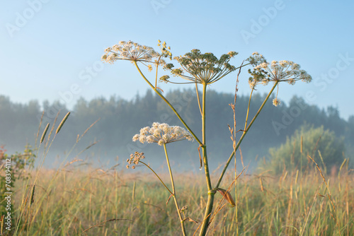 Early morning in the meadow
