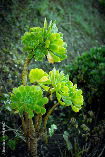Captivating snapshots of nature's vitality, where lush green leaves and flowers dance in the sunlight, celebrating the beauty and resilience of life.