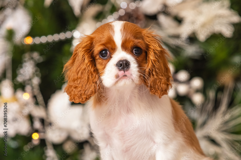 Cavalier King Charles Spaniel in front of a Christmas tree