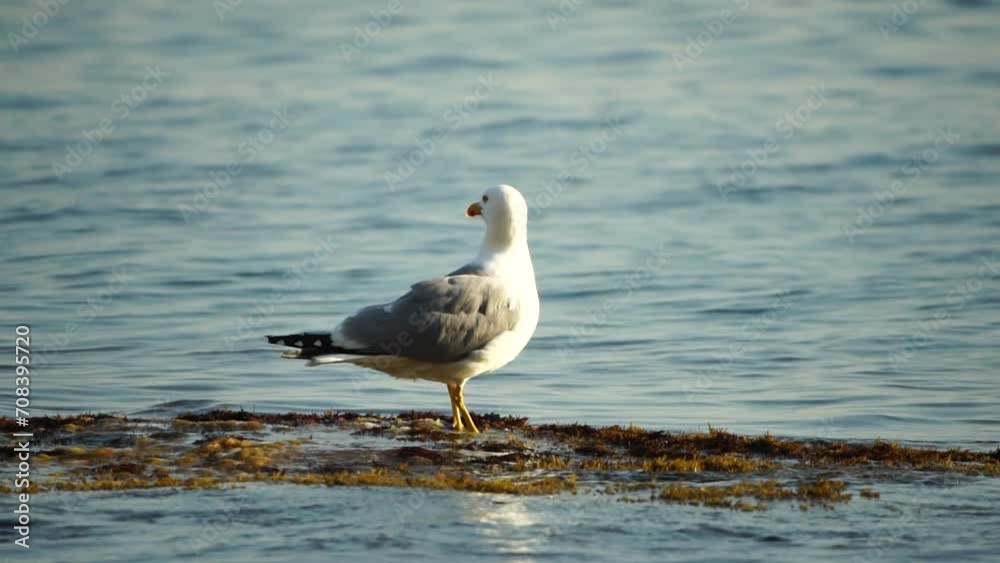 Slow motion close-up shot of a seagull on the rock against calm sea. Bird looking around and cleans its feathers, waiting for a prey and flies to catch a fish. No people. Slow motion Slow motion close-up shot of a seagull on the rock against calm sea. Bird looking around and cleans its feathers, waiting for a prey and flies to catch a fish. No people. Slow motion