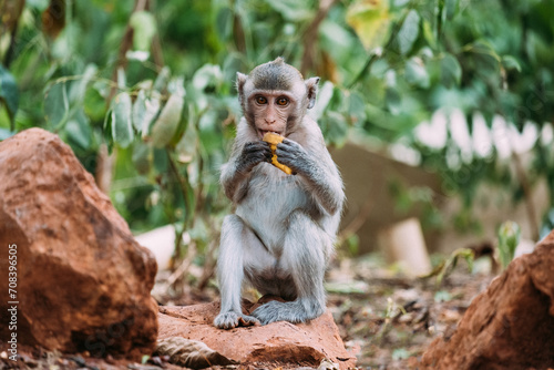 Portrait of rhesus macaque eating