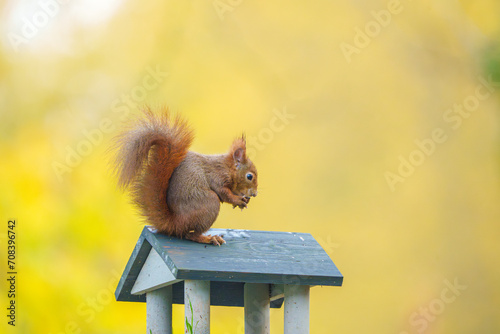 Eichhörnchen auf Vogelhaus sitzend, eine Nuss knabbernd. photo