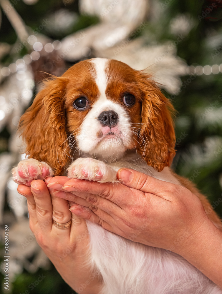 Cavalier King Charles Spaniel in front of a Christmas tree