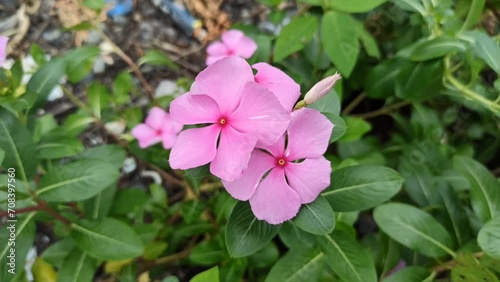 Periwinkle flowers on thee green grass.
