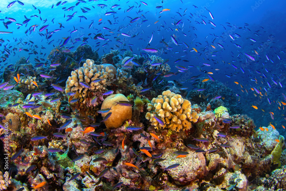 Fototapeta premium Colourful and diverse tropical reef