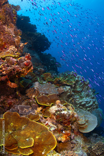 Fototapeta Naklejka Na Ścianę i Meble -  Tropical reef full of little fish