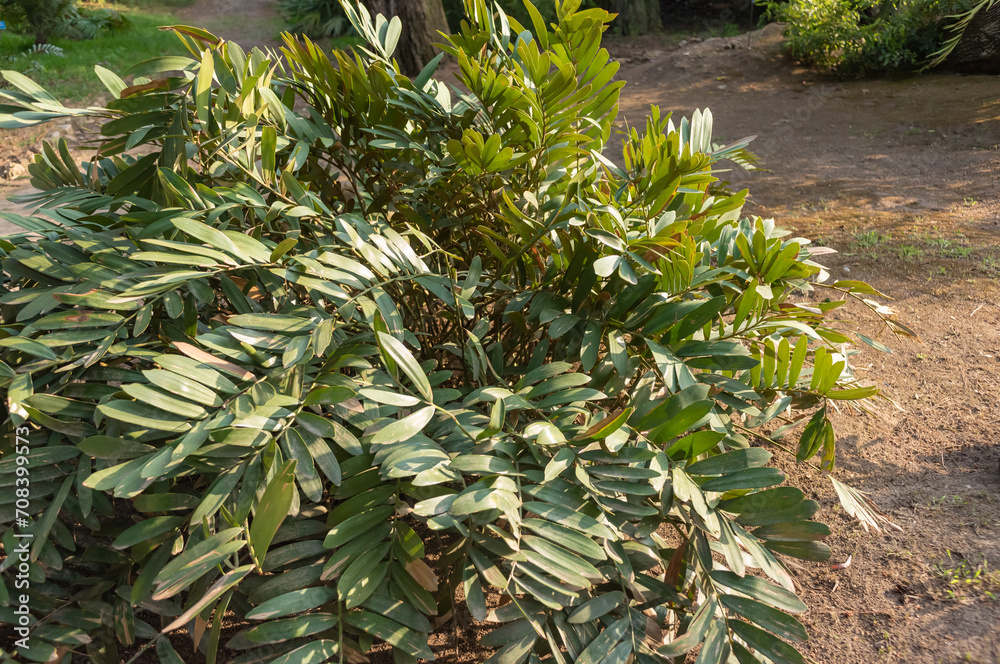 Zamia Furfuracea NAtive From Mexico Zamia Furfuracea NAtive From Mexico