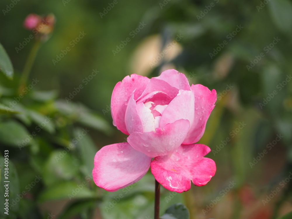 ピンクのバラ　パルファンダムール