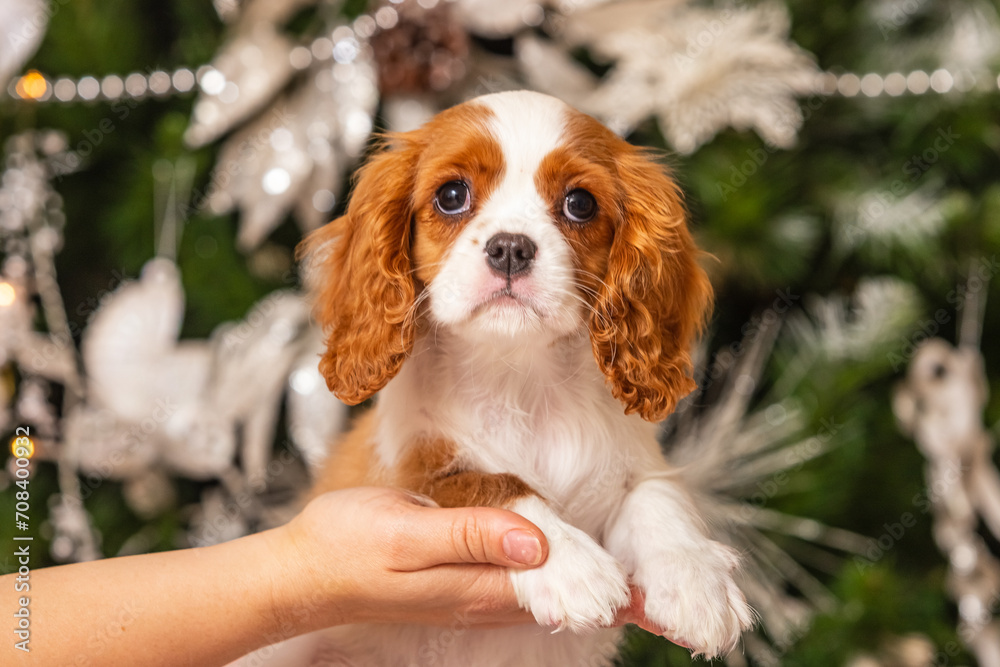 Cavalier King Charles Spaniel in front of a Christmas tree