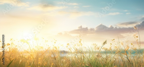 Field of grass at sunset photo