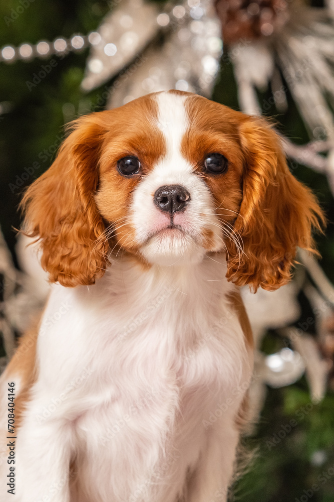 Cavalier King Charles Spaniel in front of a Christmas tree