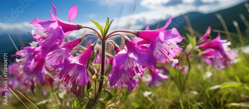 Epilobium angustifolium, a stunning mountain flower, in the picturesque Gasienicowa valley's beautiful meadow, near Zakopane, Poland, in the Carpathians, Europe - home to the world's most breathtaking