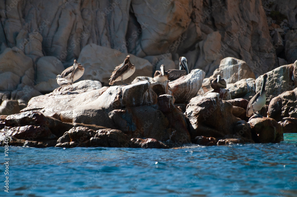 Fototapeta premium Brown pelicans in Cabo San Lucas in Mexico, scenery with boats, rocks, and ocean