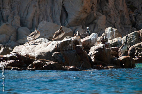 Brown pelicans in Cabo San Lucas in Mexico, scenery with boats, rocks, and ocean