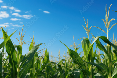 Rows of maize standing tall against the backdrop of a clear blue sky, representing the staple crop's significance in global food production. Generative Ai.