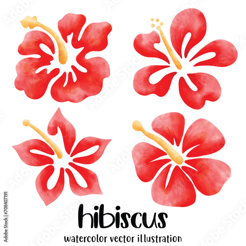 Watercolor hibiscus, Hibiscus, flowers, vector, illustration, tropical flowers