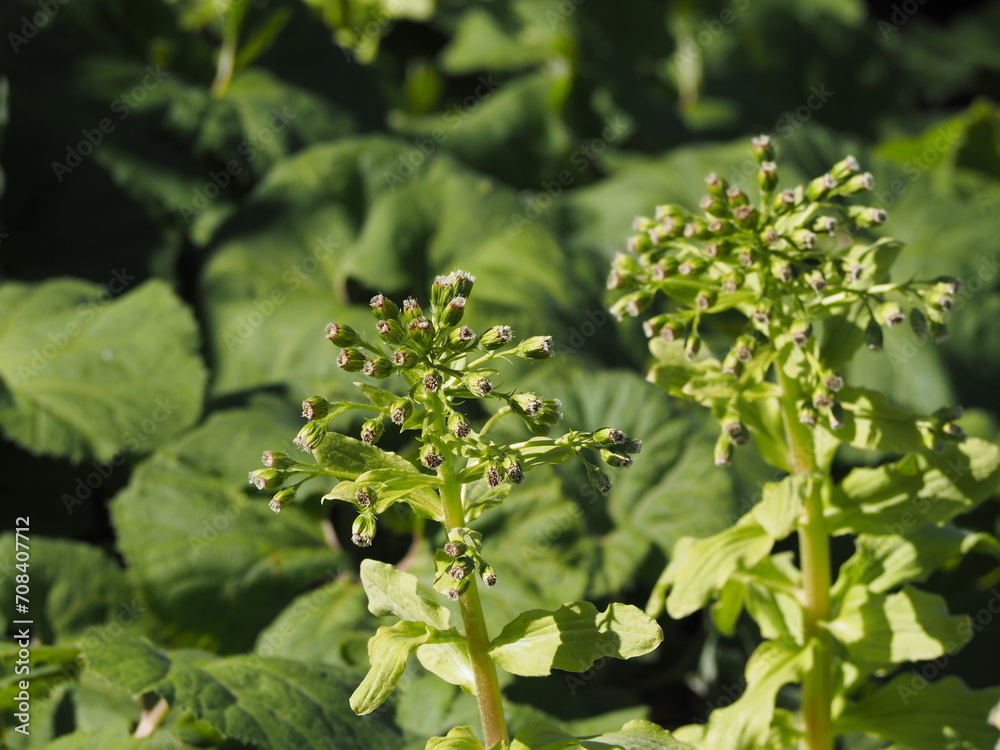 春 成長した蕗の薹 春 成長した蕗の薹