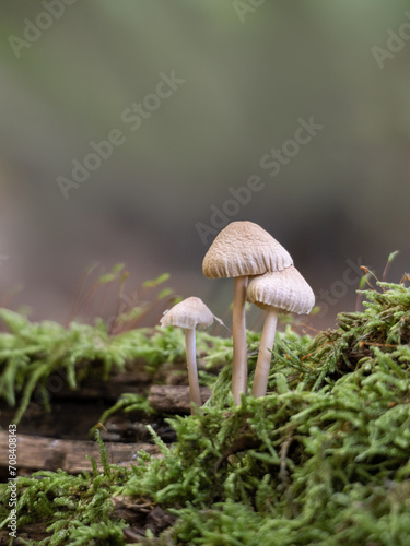Kleine helle Pilzgruppe im Moos auf Waldboden wachsend
