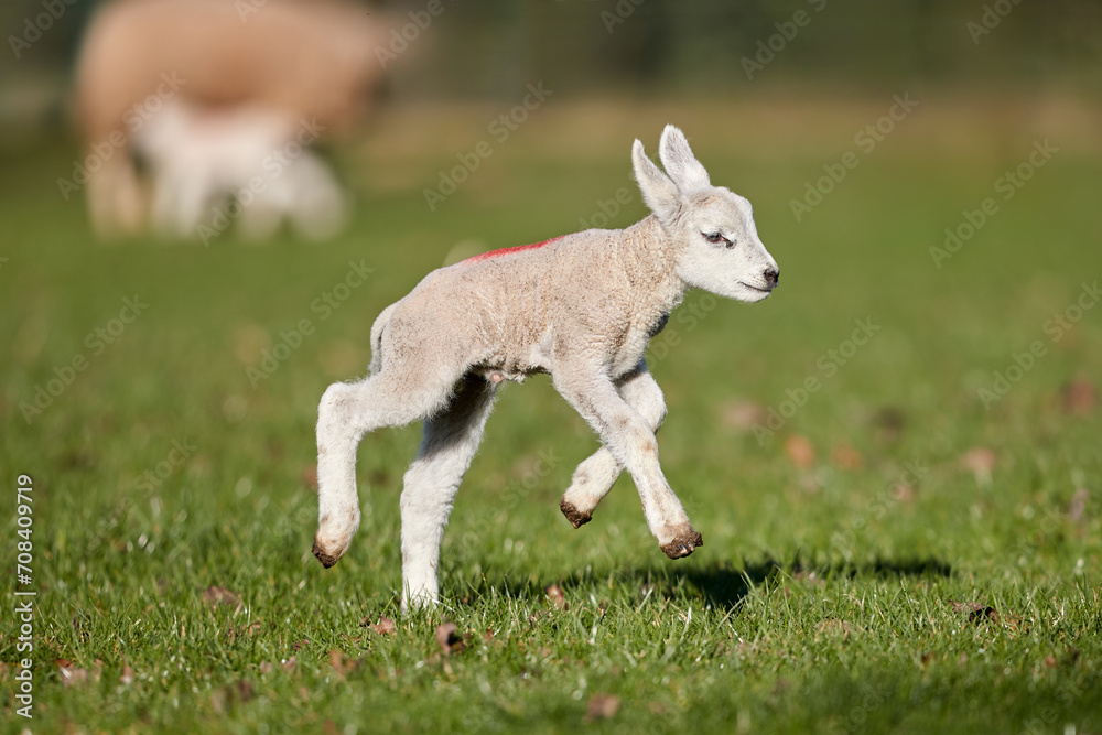 Cute white lamb in Spring jumps on meadow Cute white lamb in Spring jumps on meadow
