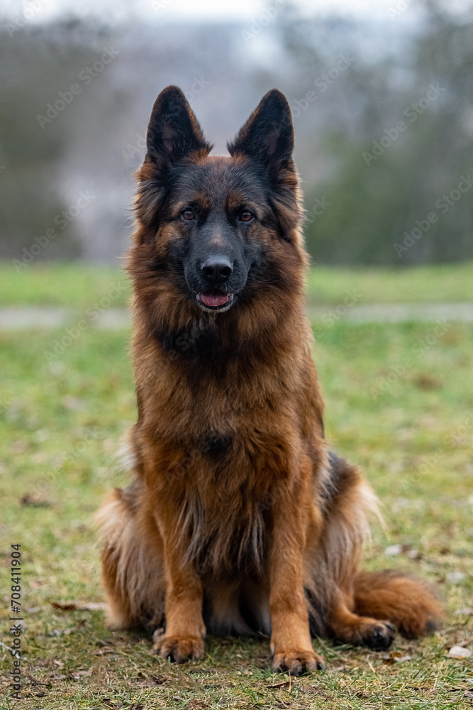 German Shepherd on a walk in the park