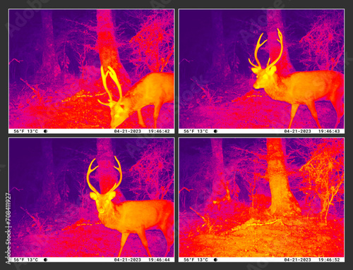 Trail cam night vision of Sika deer stag. Infrared thermal imaging, taken in New Zealand, Kaimanawa Ranges, central North Island, during the Roar season when stags are most active.