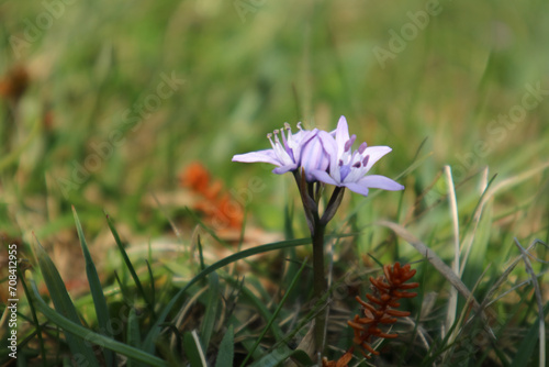 Spring Squill flower photo