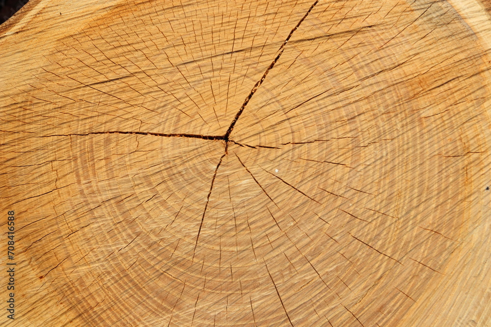 Fototapeta premium 切り株 年輪